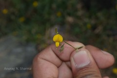 Crotalaria montana